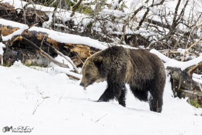 Grizzly Jam in Pelican Valley YNP 2025